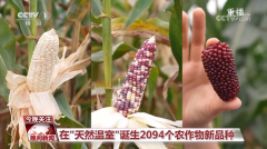 黑紫色玉米、棕色秋葵……你见过的、没见过的