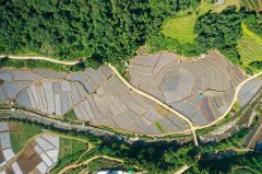 “粮田”变“良田” 云南西盟夯实农业根底